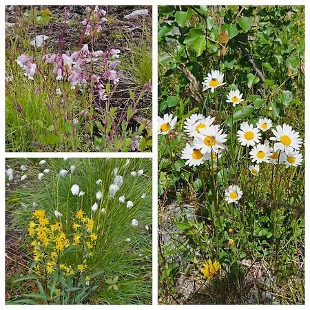 Fin Med Flott Utsikt Til Gaustatoppen Rjukan